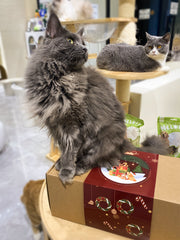 🎁 Surprise Box – Treats + Toys Blind Box for Cats