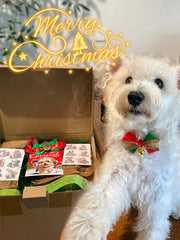 🎁 Surprise Box – Treats + Toys Blind Box for Dogs