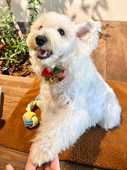 🎁 Surprise Box – Treats + Toys Blind Box for Dogs